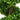 Close-up of artificial boxwood leaves on a spiral topiary stem and branches