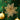 Gold sequined artificial poinsettia flower attached to green Christmas tree branches.