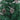 Pine cone hanging ornament with white-painted scales on green Christmas tree branches