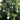 Christmas ball ornaments hanging from evergreen: blue and white spherical baubles