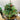 Artificial Christmas tree urn filler decoration with green needles, red berries, warm white lights