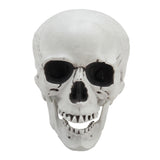 White plastic skull tabletop ornament, front view with teeth and dark eye sockets