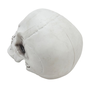 White plastic skull decoration from side/back, cracked surface with dark facial shading