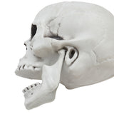 Plastic skull tabletop decoration close side view, hollow eye socket and molded teeth