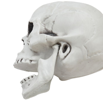Plastic skull tabletop decoration close side view, hollow eye socket and molded teeth