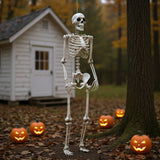 Halloween skeleton prop, poseable full body standing; white articulated skeleton frame