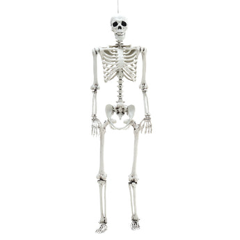 White full-body skeleton prop with poseable joints; skull and ribs centered