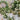Gold metal column planter with open square frame and vertical grid legs